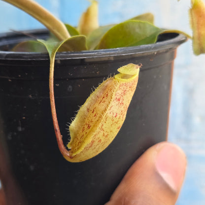 3.5" Nepenthes Mapuluensis | Pitcher Plant