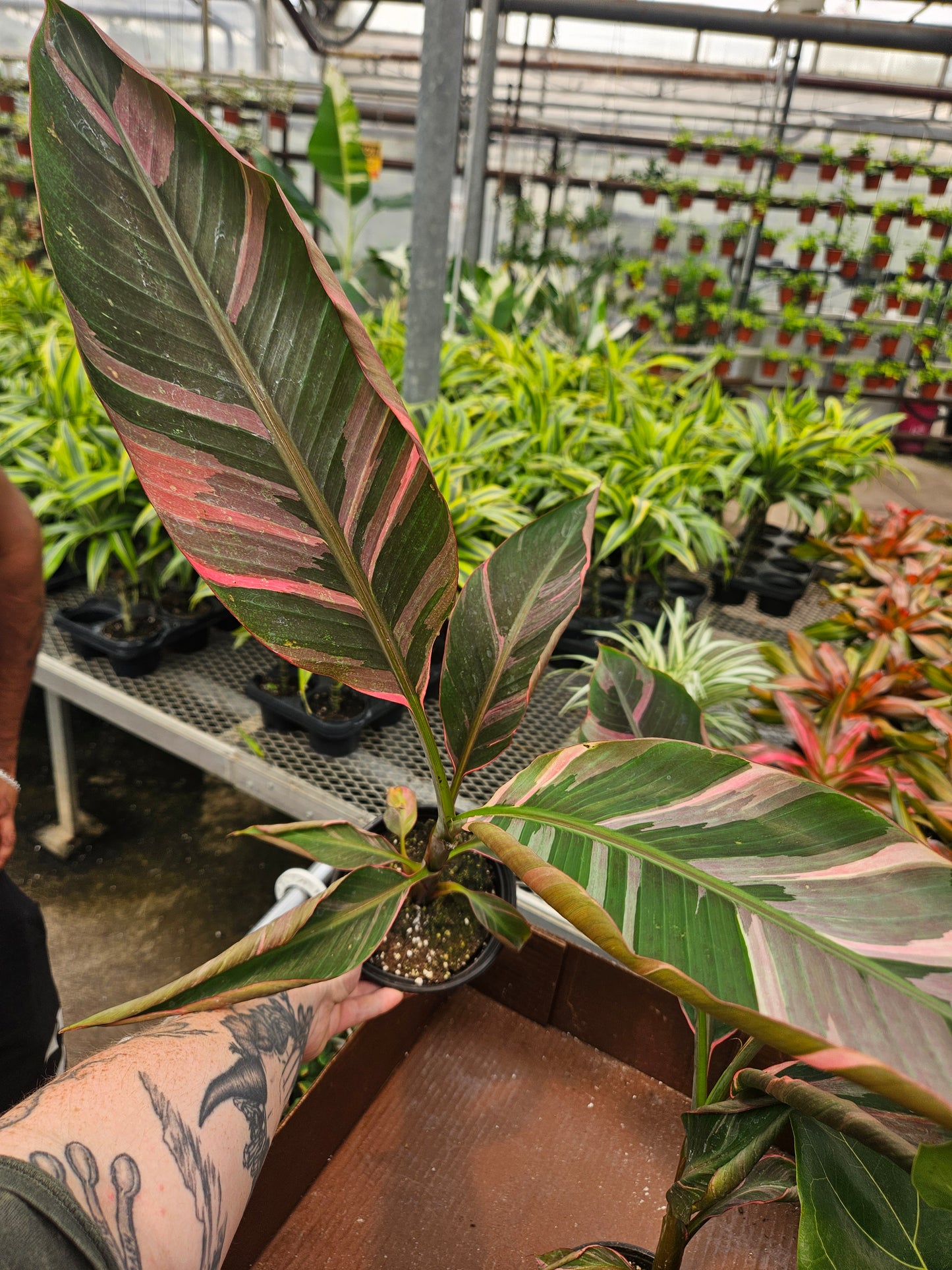 6" Pink Variegated Banana Musa Nono