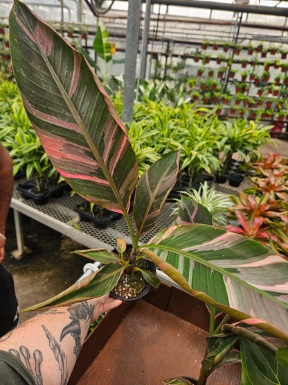 6" Pink Variegated Banana Musa Nono