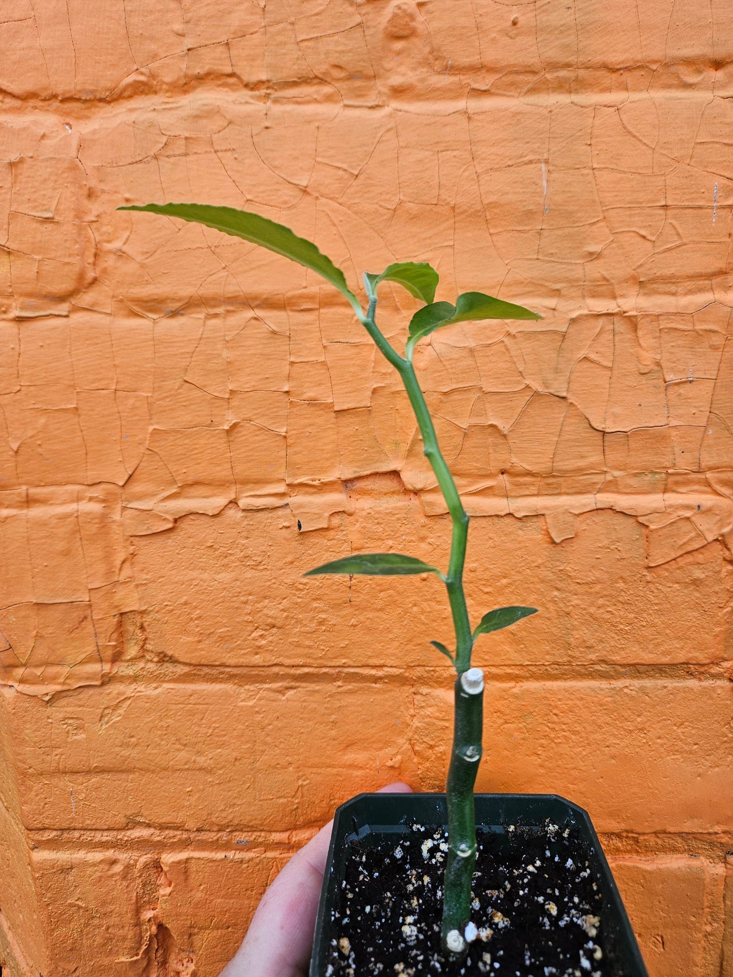 3.5" Devil's Backbone Euphorbia tithymaloides