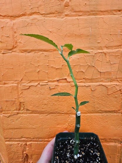 3.5" Devil's Backbone Euphorbia tithymaloides