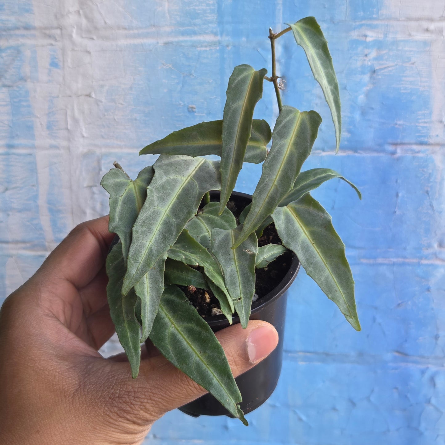 3.5” Cissus Amazonica