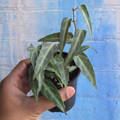 3.5” Cissus Amazonica