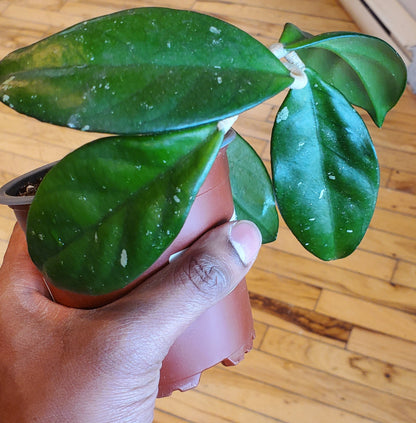 4" Hoya Carnosa Green