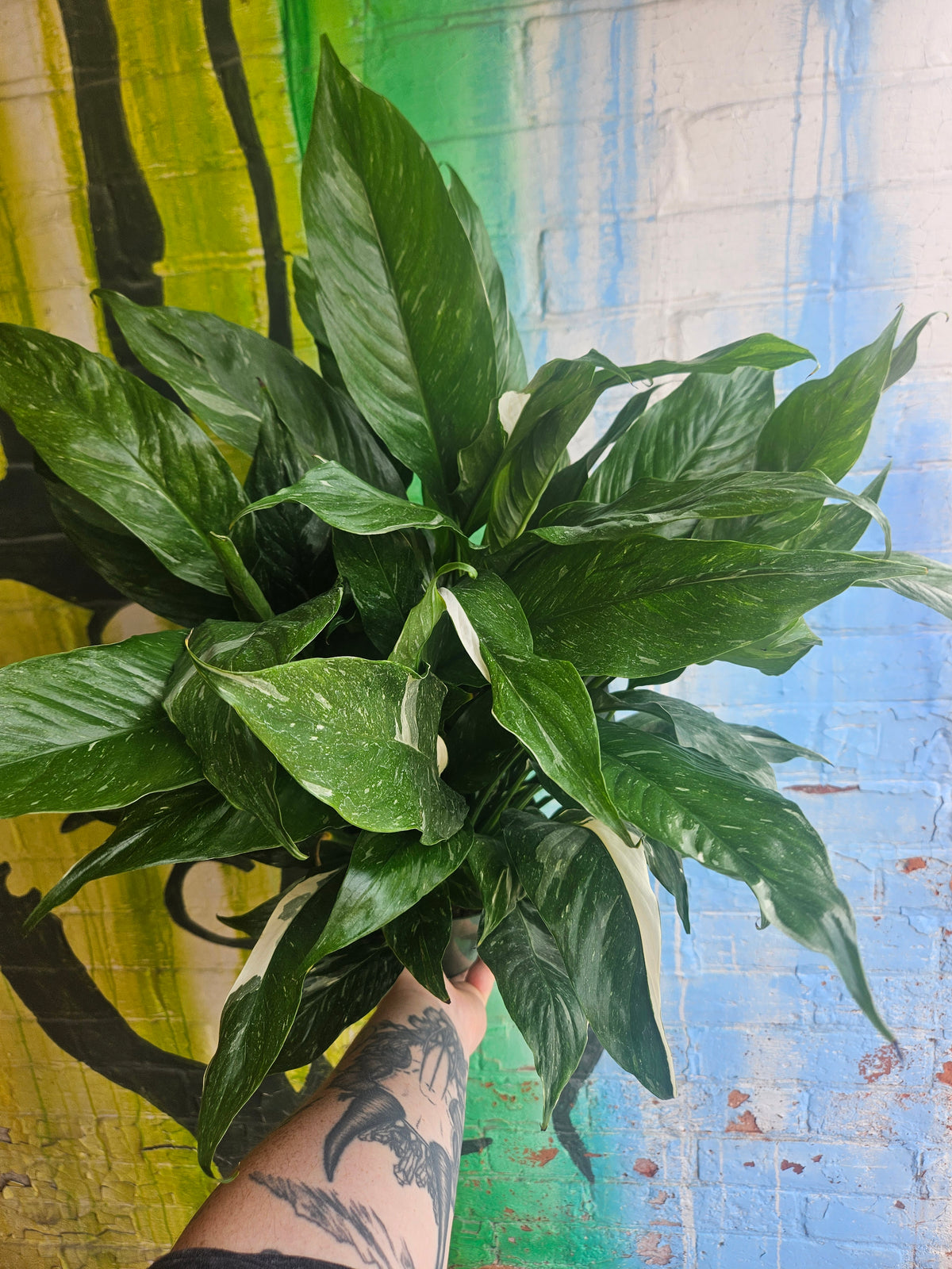 6" Spathiphyllum Domino