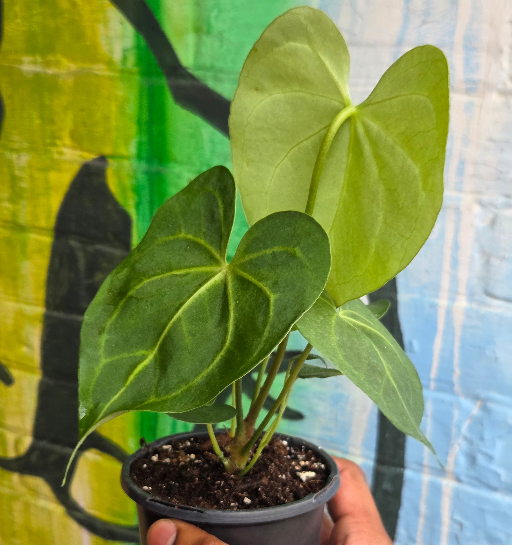 anthurium papillilaminum x clarinervium 4” Anthurium Clarinervium – Plant Goals