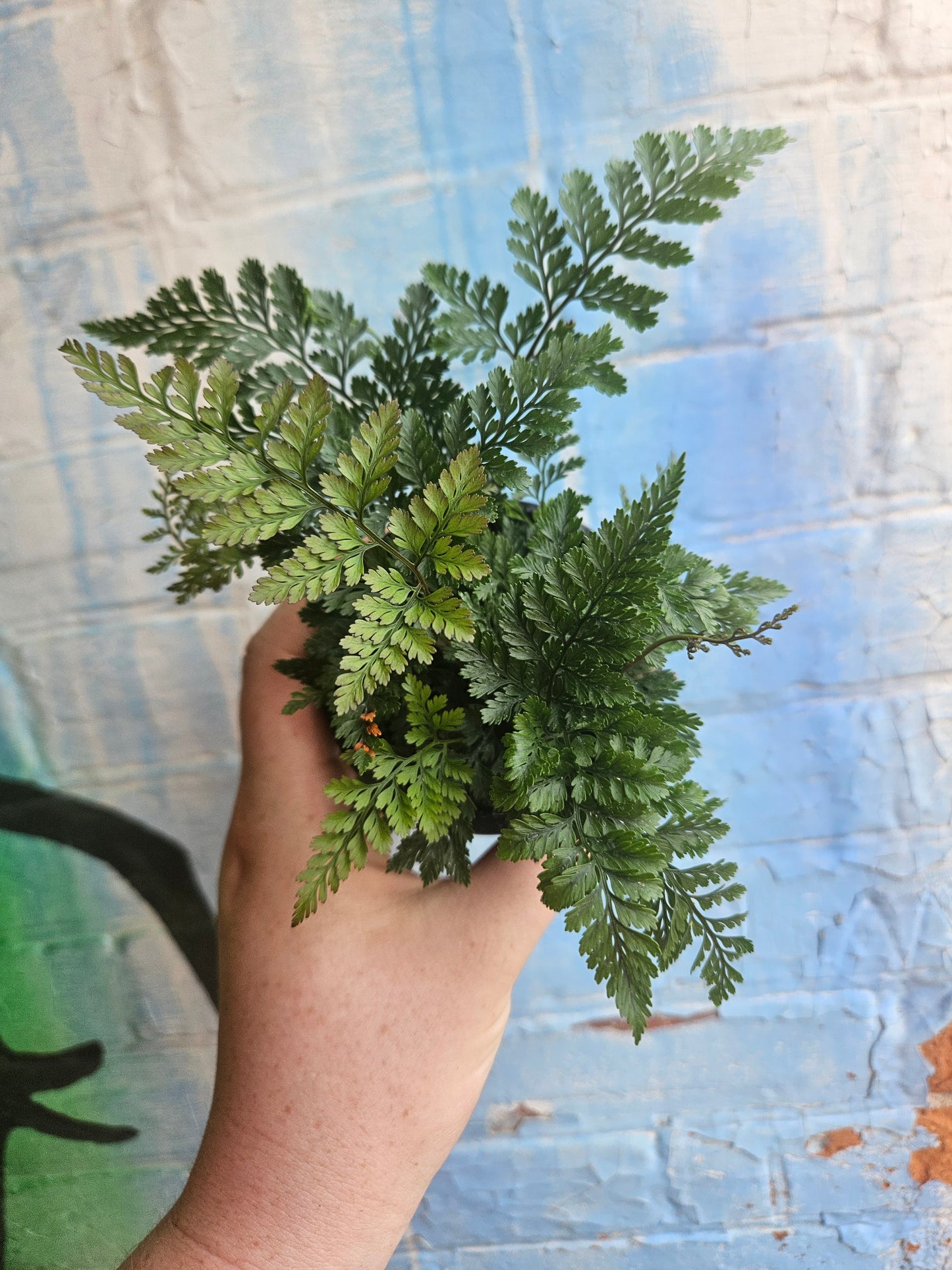 3.5" Rabbit's Foot Fern