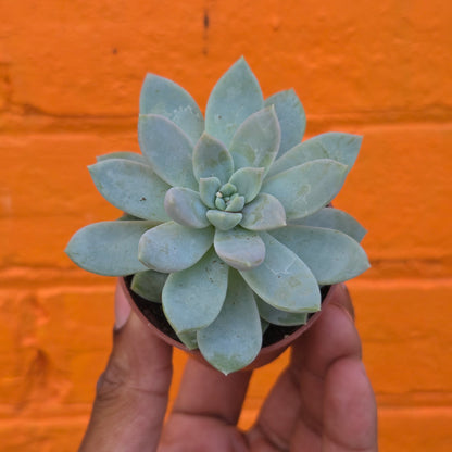 2.5" Graptoveria Opalina