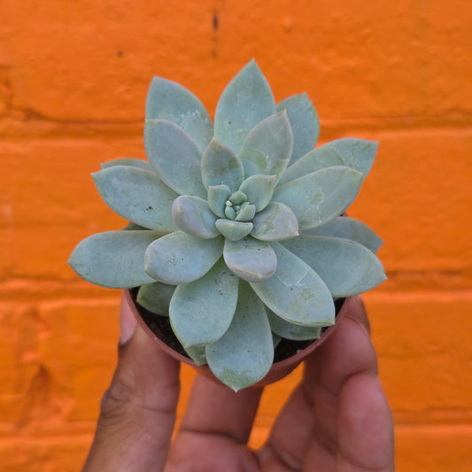 2.5" Graptoveria Opalina