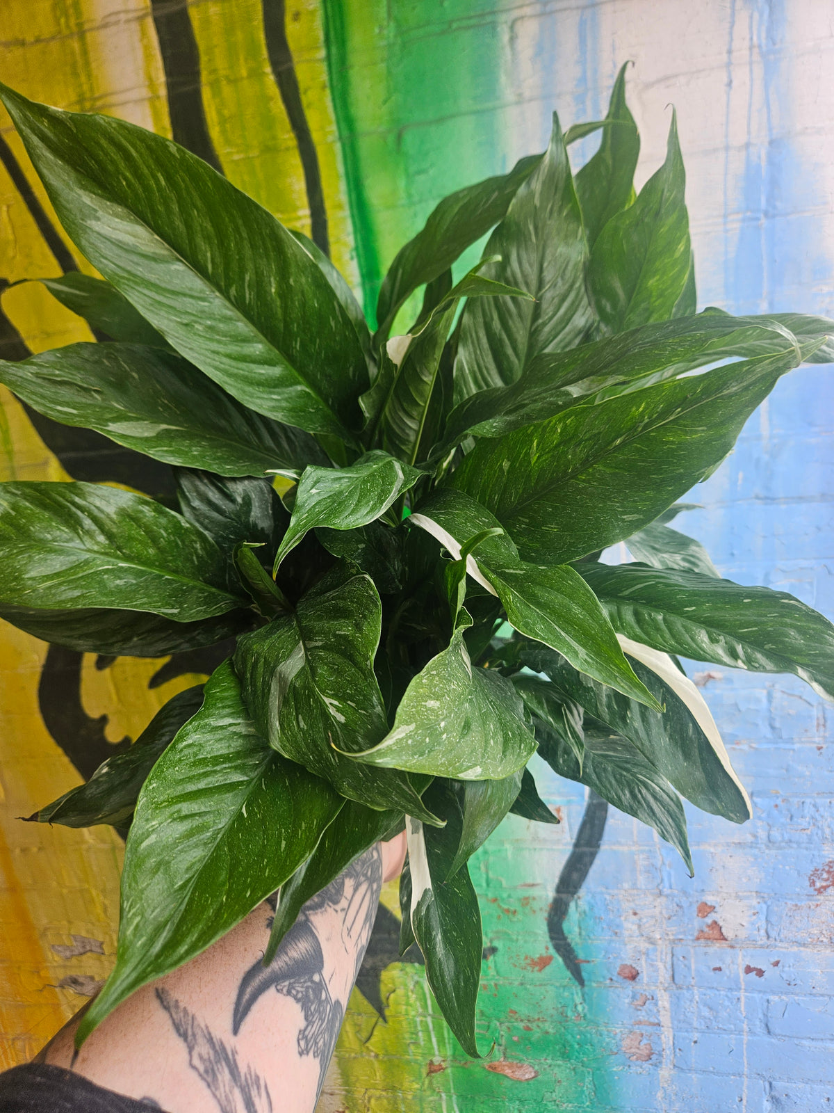 6" Spathiphyllum Domino