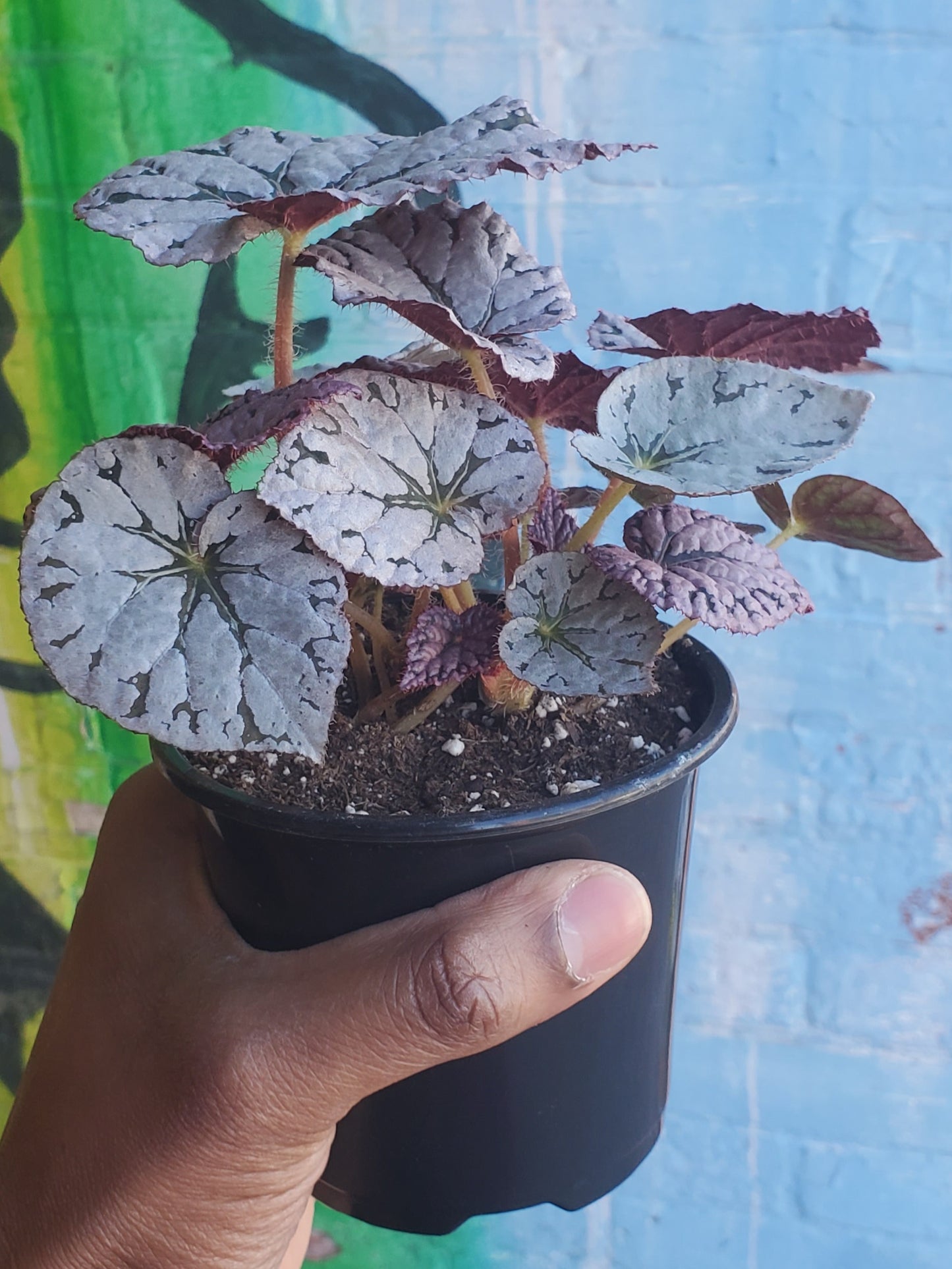 4" Begonia Rex Silver Dollar