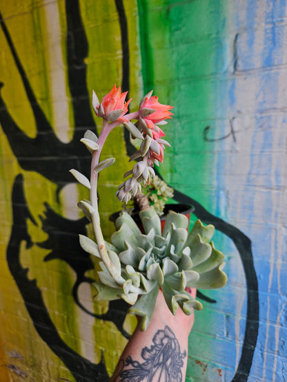 6" Echeveria Runyonii Topsy-Turvy