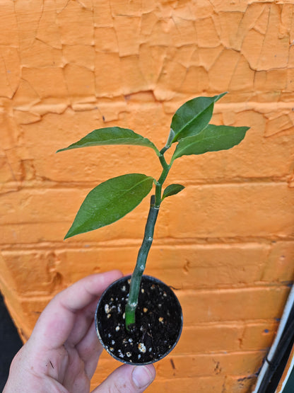 2.5" Devil's Backbone Euphorbia tithymaloides