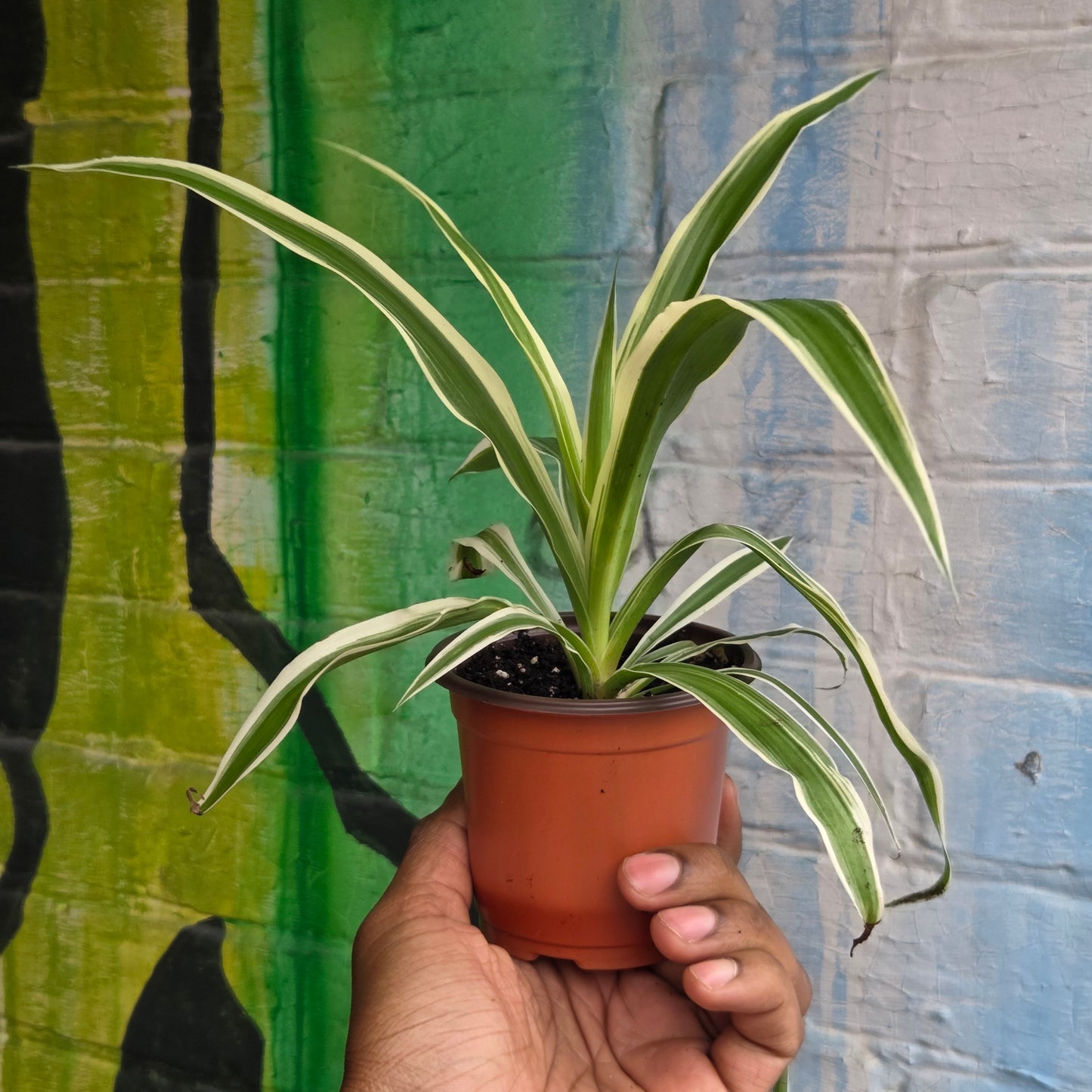 3.5" Reverse Variegated Spider Plant