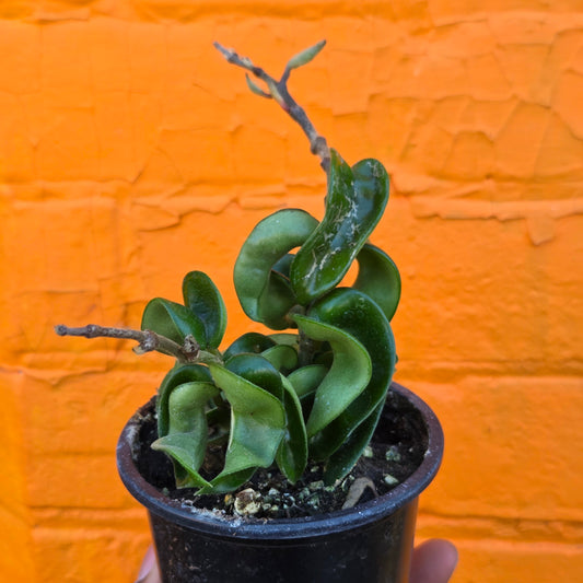 3.5" Hoya Carnosa Compacta