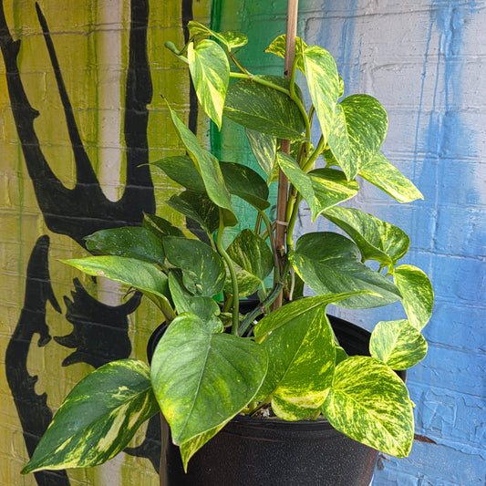10" Pothos Golden Totem