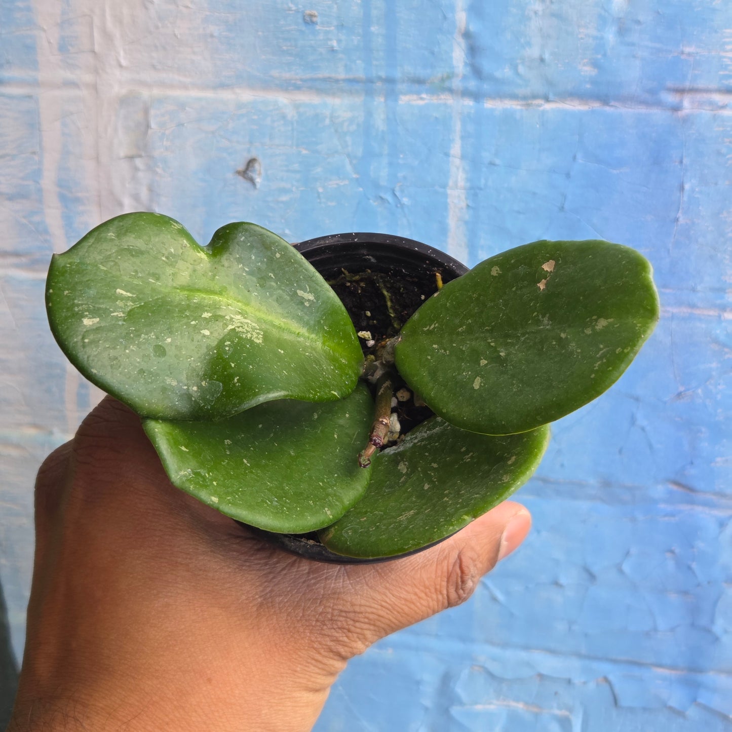 3.5" Hoya Obovata