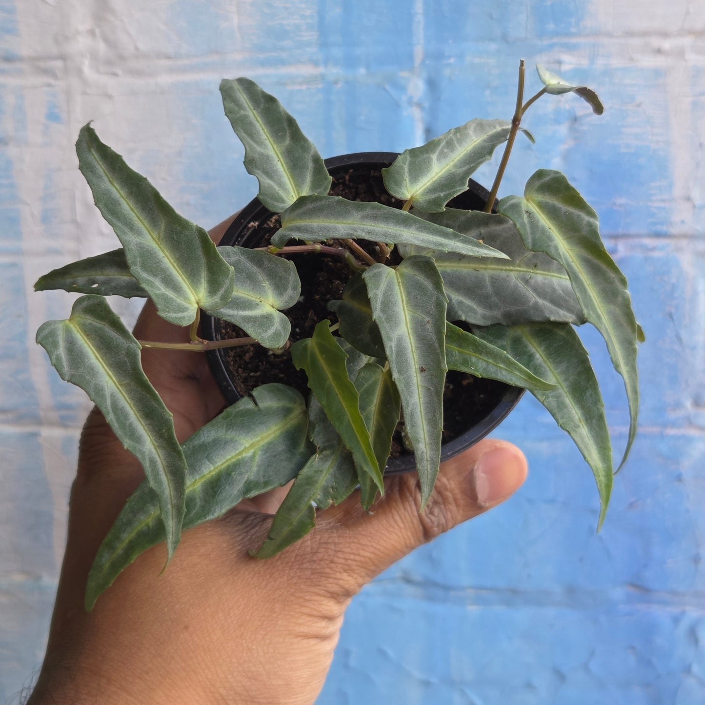 3.5” Cissus Amazonica