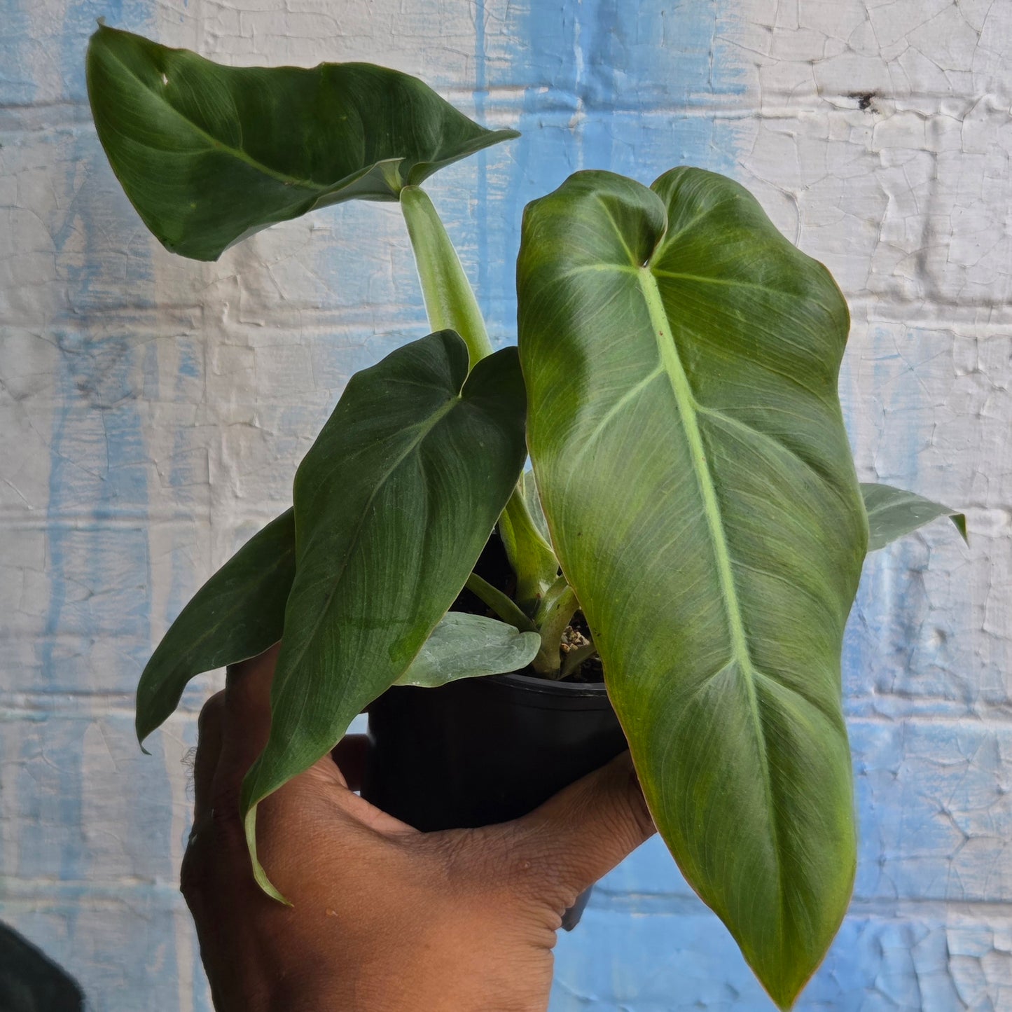 3.5" Philodendron Maximum