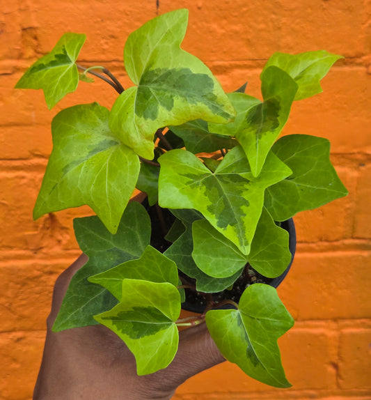 3.5” Neon Variegated English Ivy