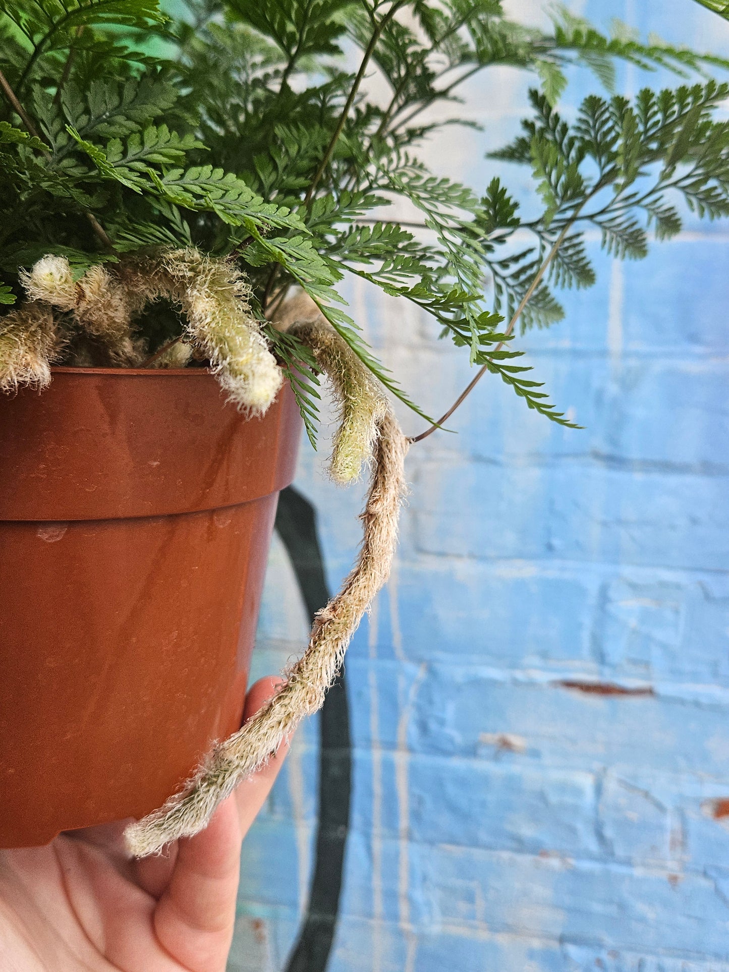 6" Rabbit's Foot Fern
