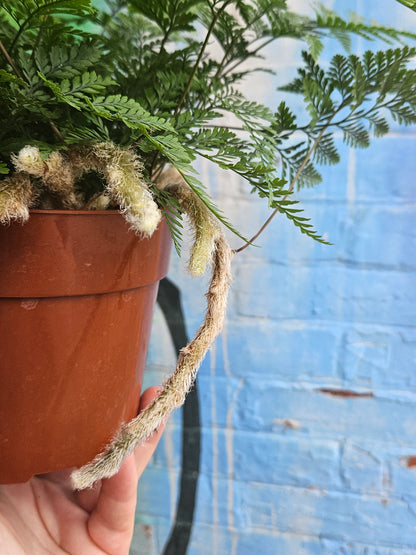 6" Rabbit's Foot Fern