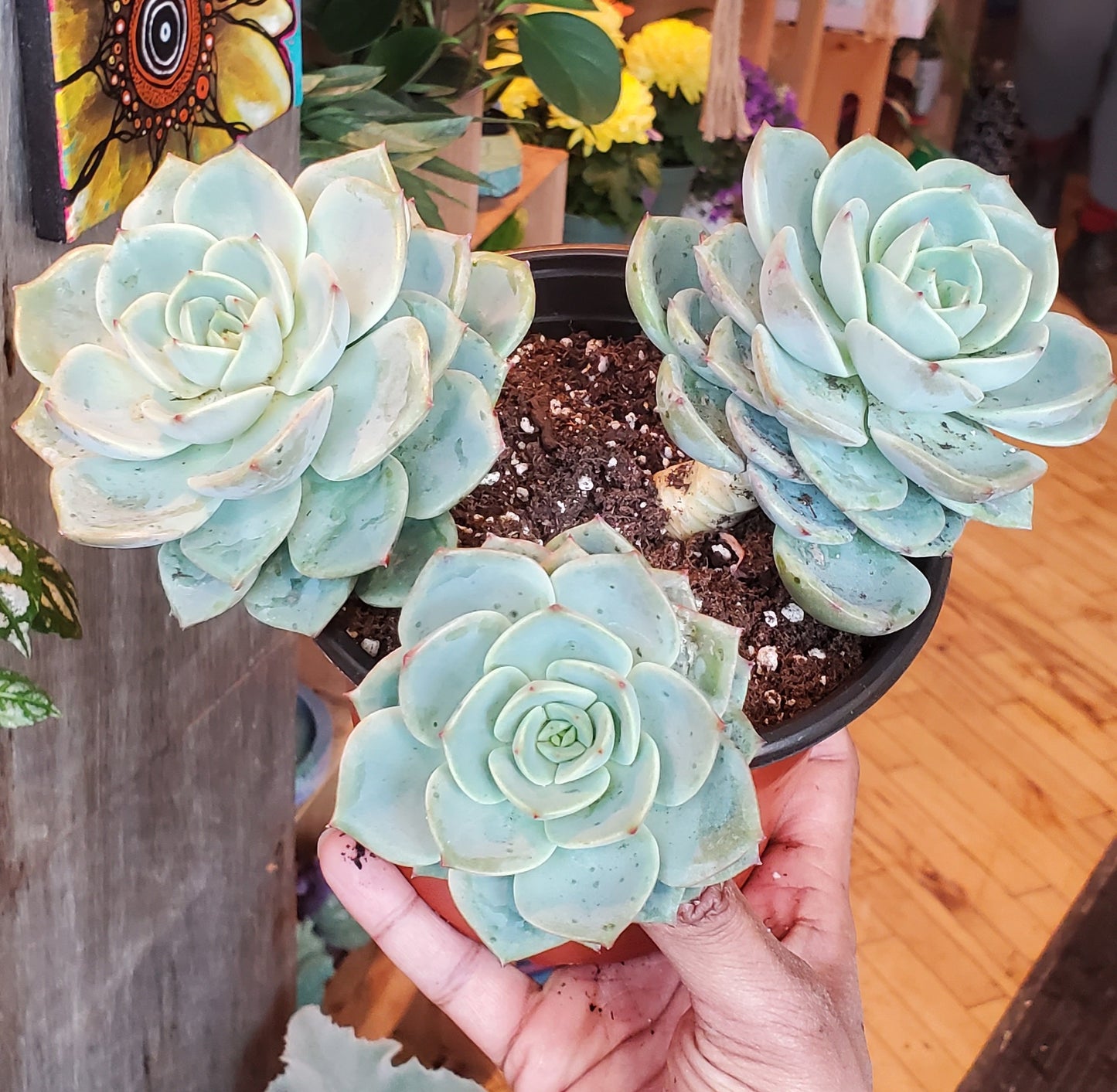 6" Graptopetalum Marpin