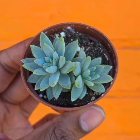 2.5" Sedeveria Blue Burrito