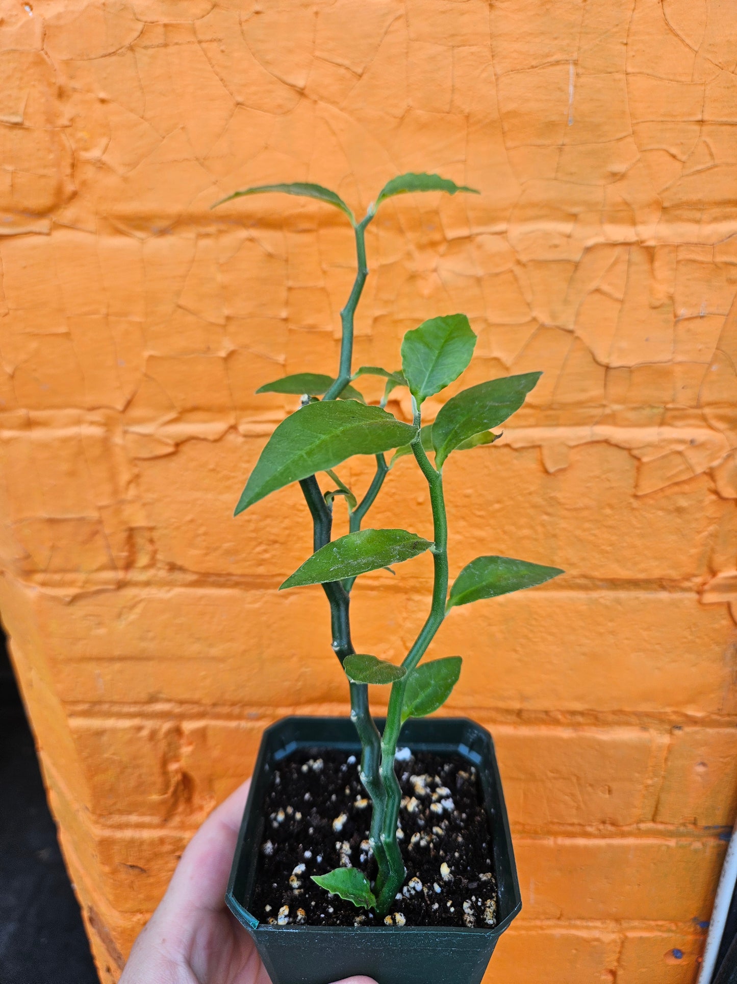 3.5" Devil's Backbone Euphorbia tithymaloides