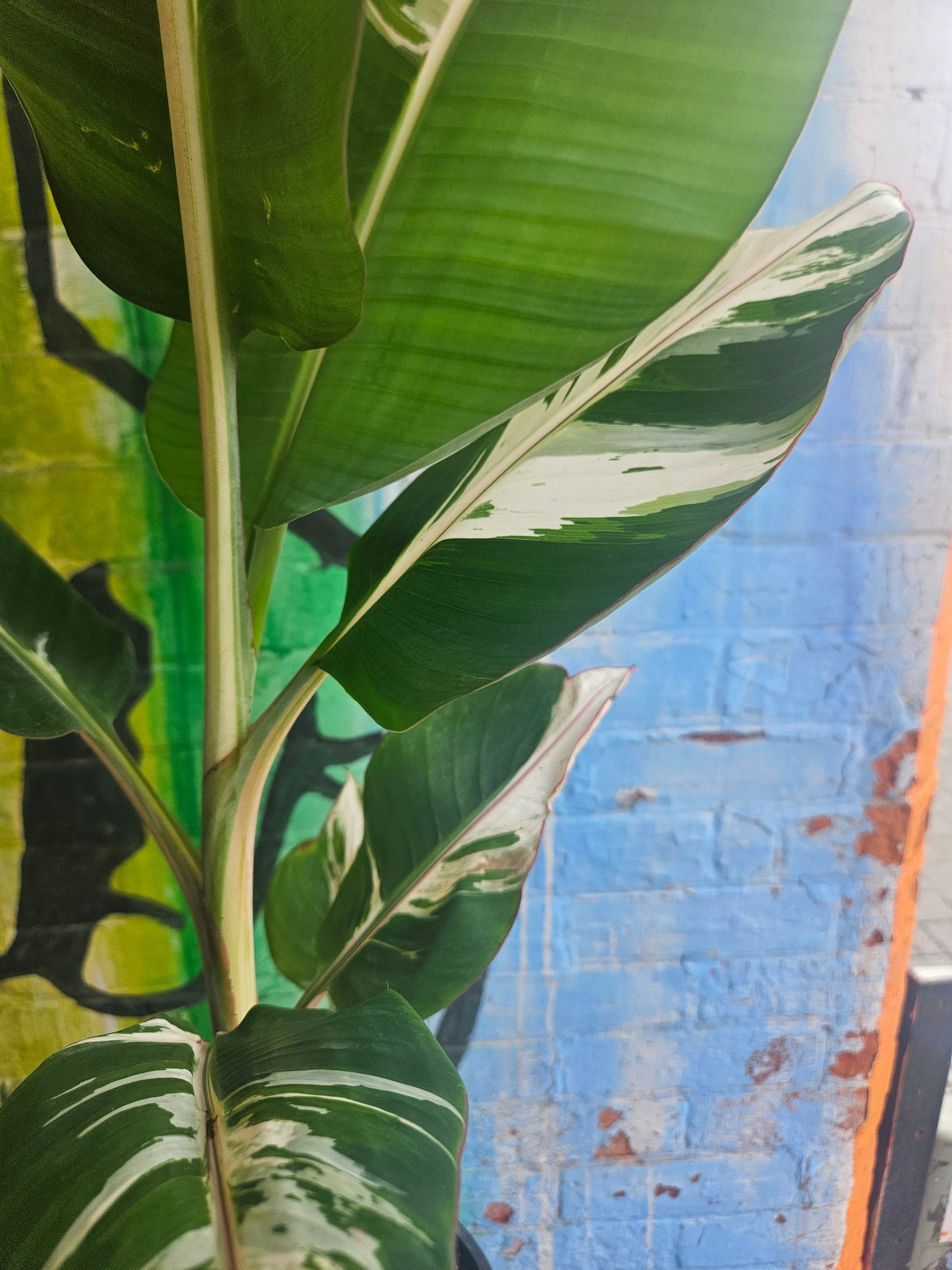 7" Variegated Banana Musa Florida