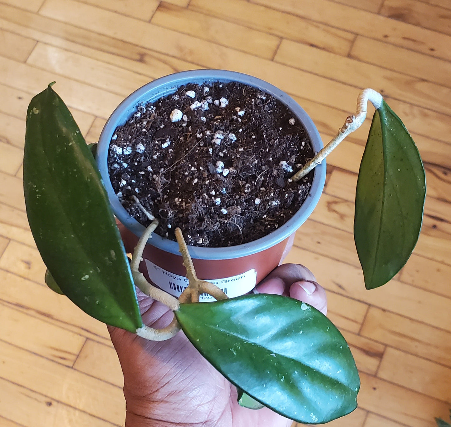 4" Hoya Carnosa Green