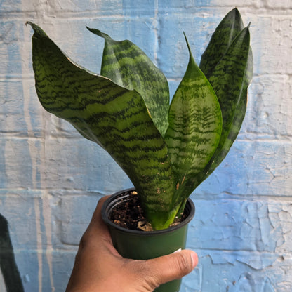 3.5 Sansevieria Futura Robusta