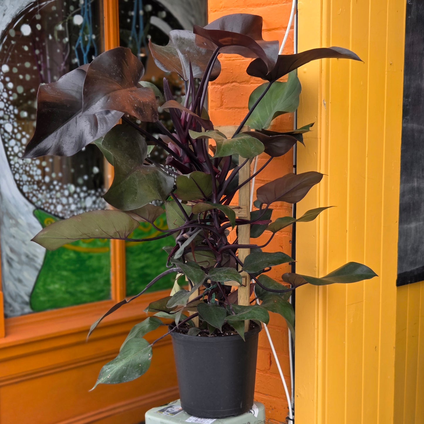 12” Philodendron New Red w/Trellis