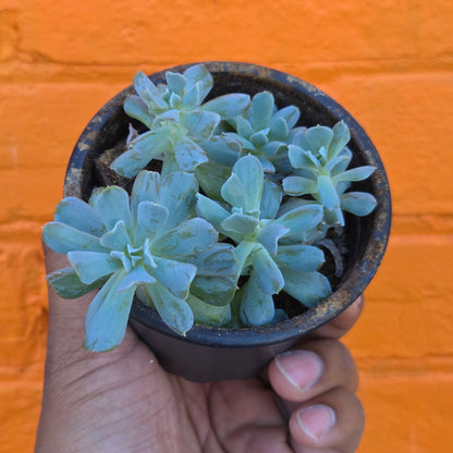 3.5" Echeveria Runyonii