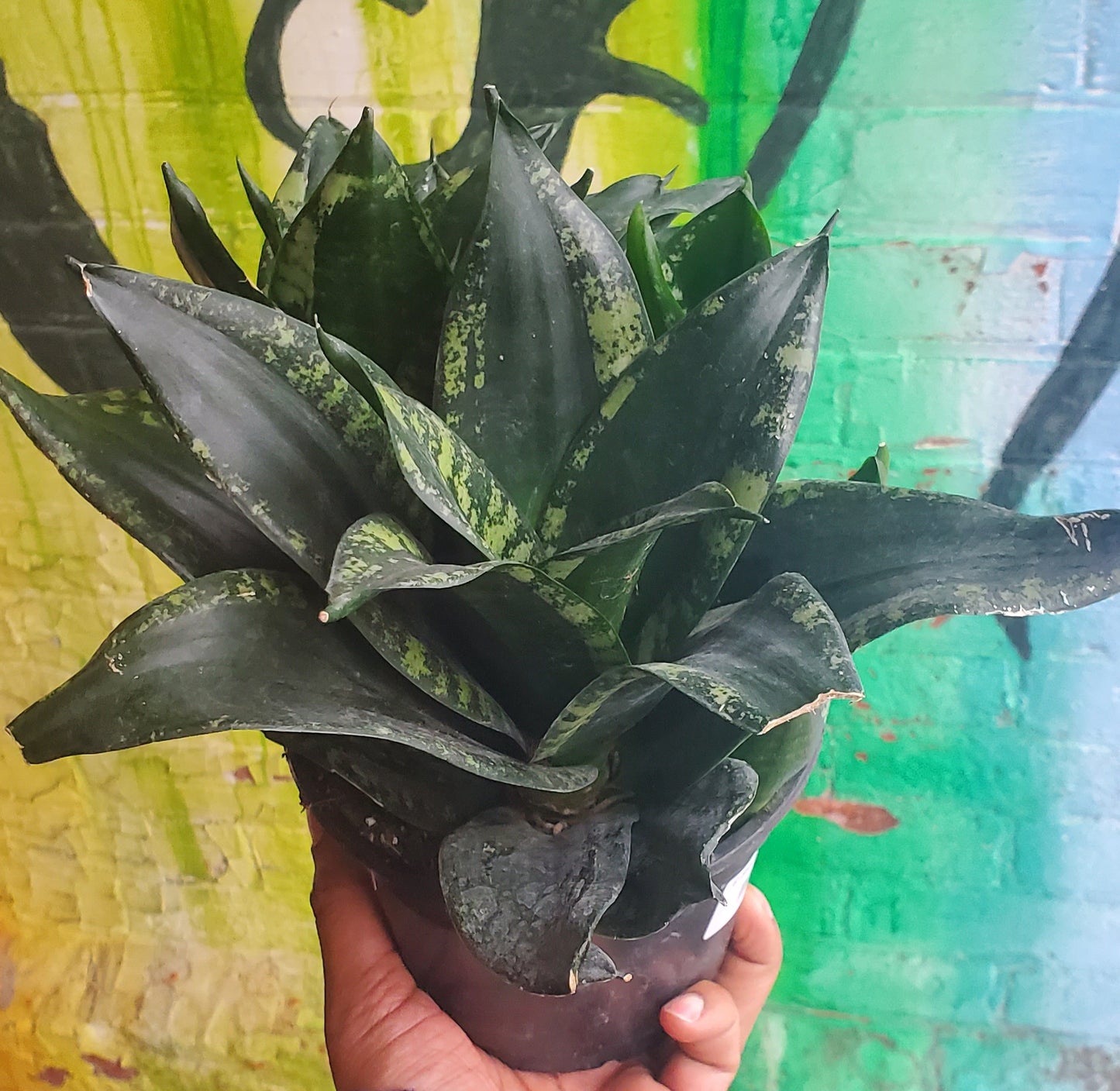 sansevieria hahnii whitney 6" Sansevieria Hahnii Whitney – Plant Goals