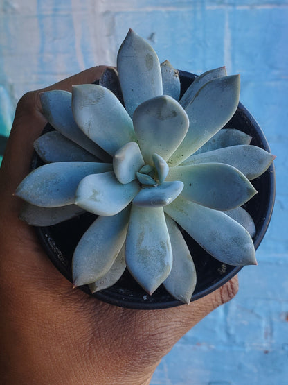 3.5" Sedeveria Lilac Mist