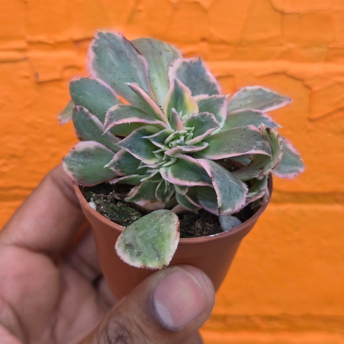 2.5" Crested Aeonium haworthii Sunburst