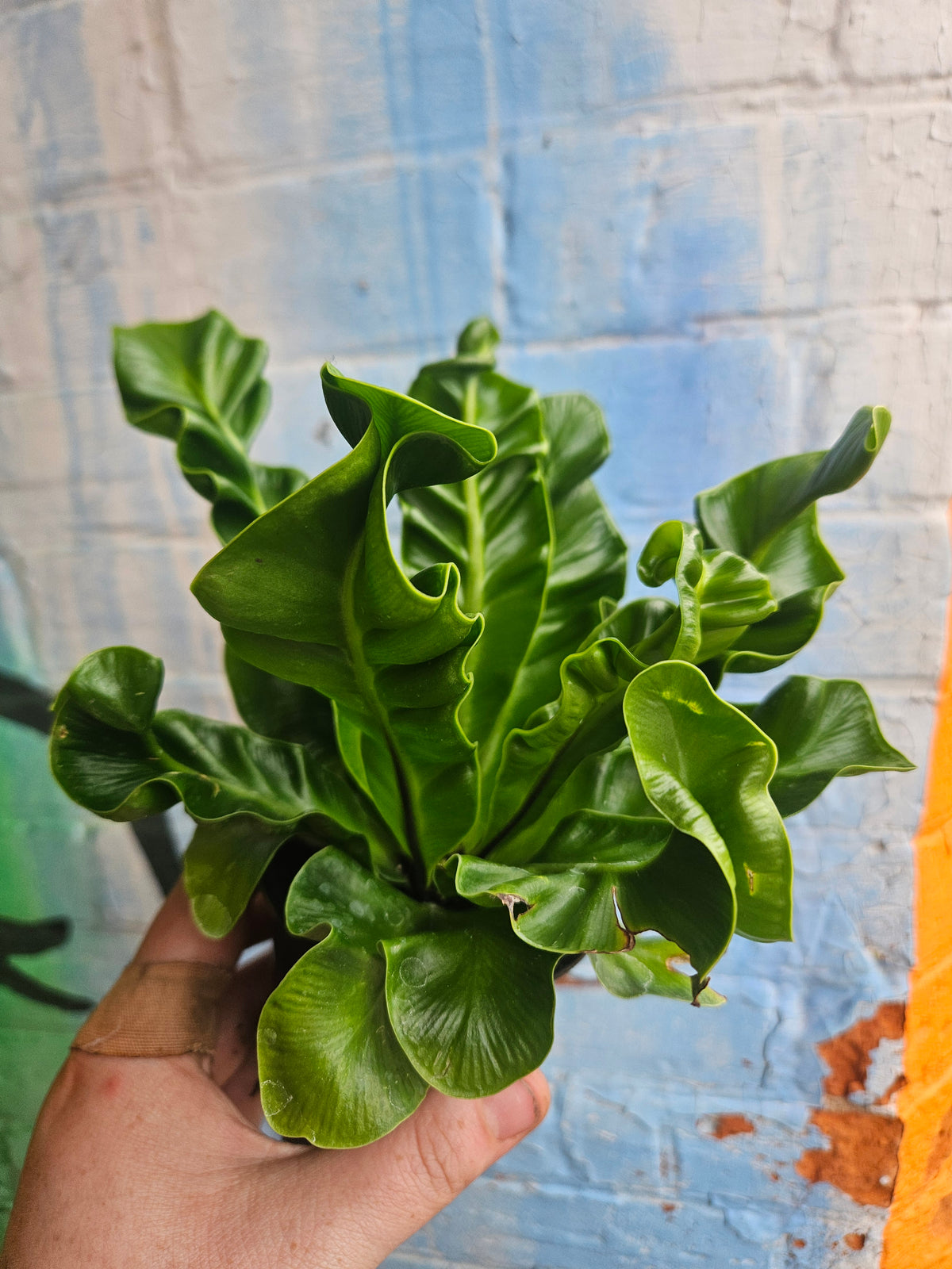 5" Asplenium nidus 'Cobra'