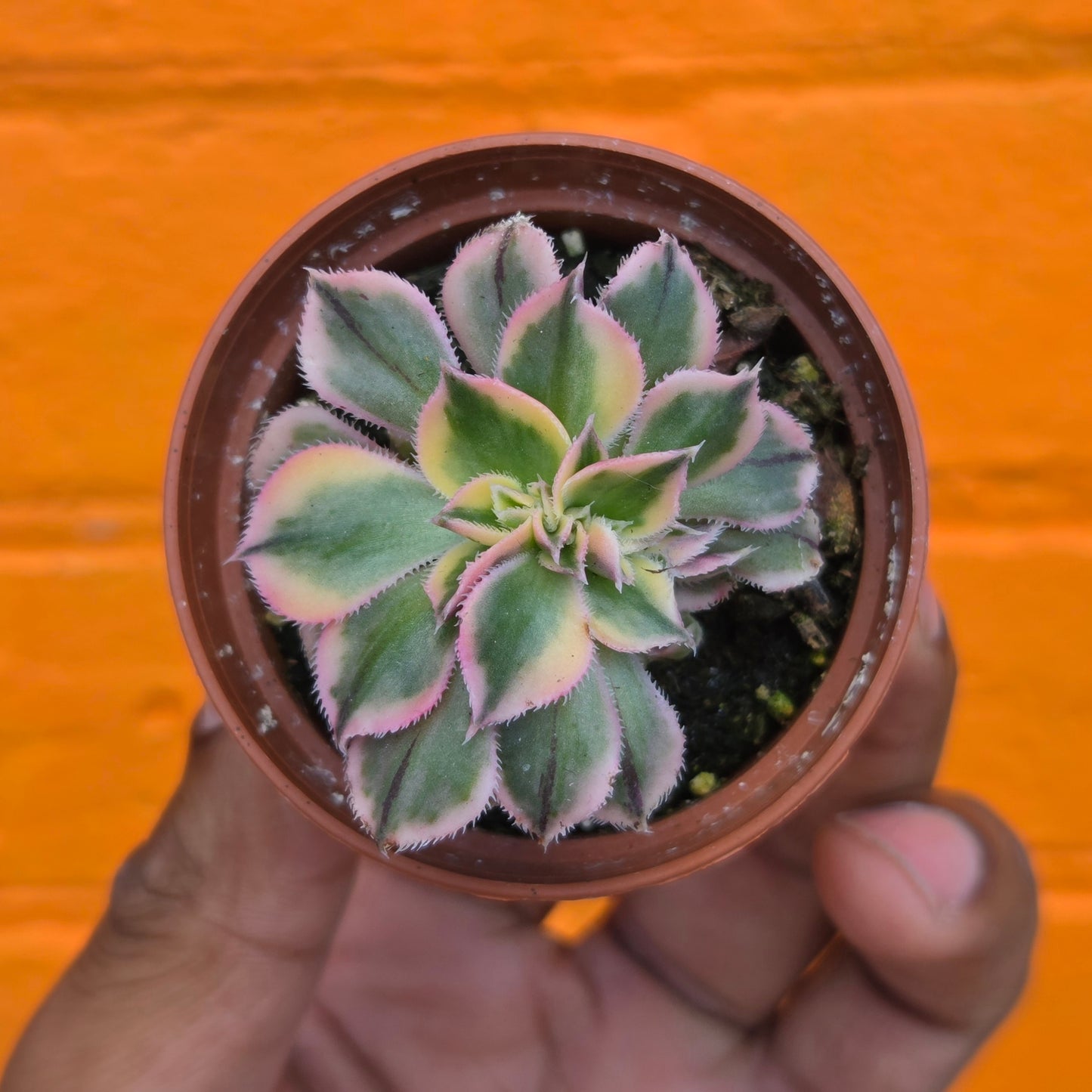 2.5" Crested Aeonium haworthii Sunburst