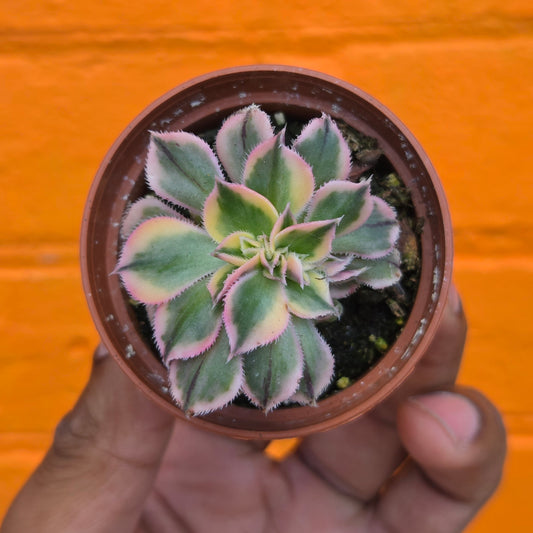2.5" Crested Aeonium haworthii Sunburst