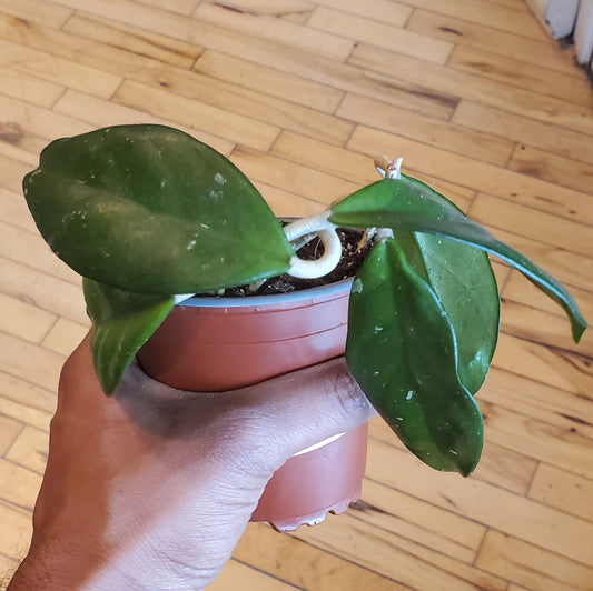 4" Hoya Carnosa Green