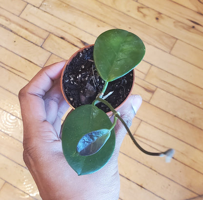 3" Hoya Australis