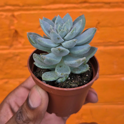 2.5" Graptoveria Opalina