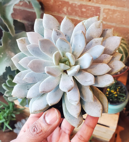 4" Sedeveria Lilac Mist