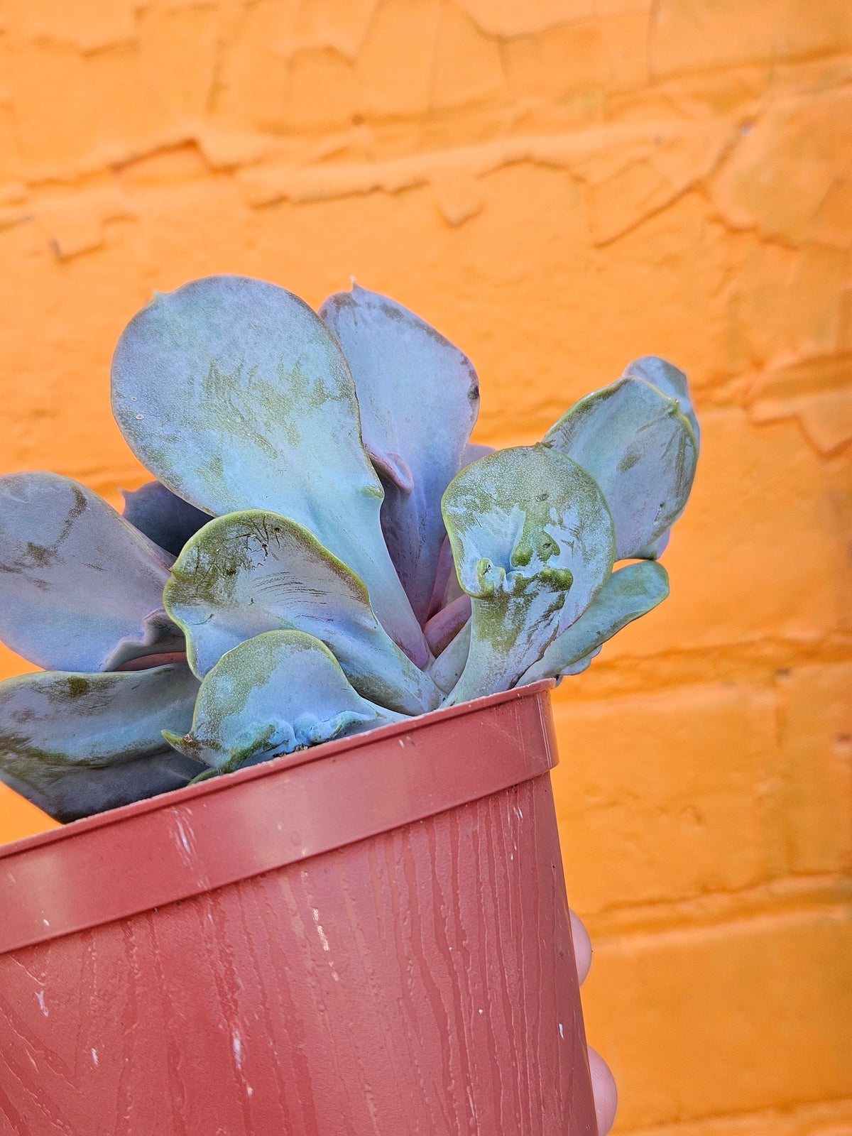 4" Echeveria Valkyrie (Copy)