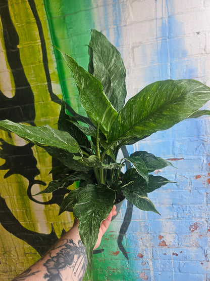 6" Spathiphyllum Diamond