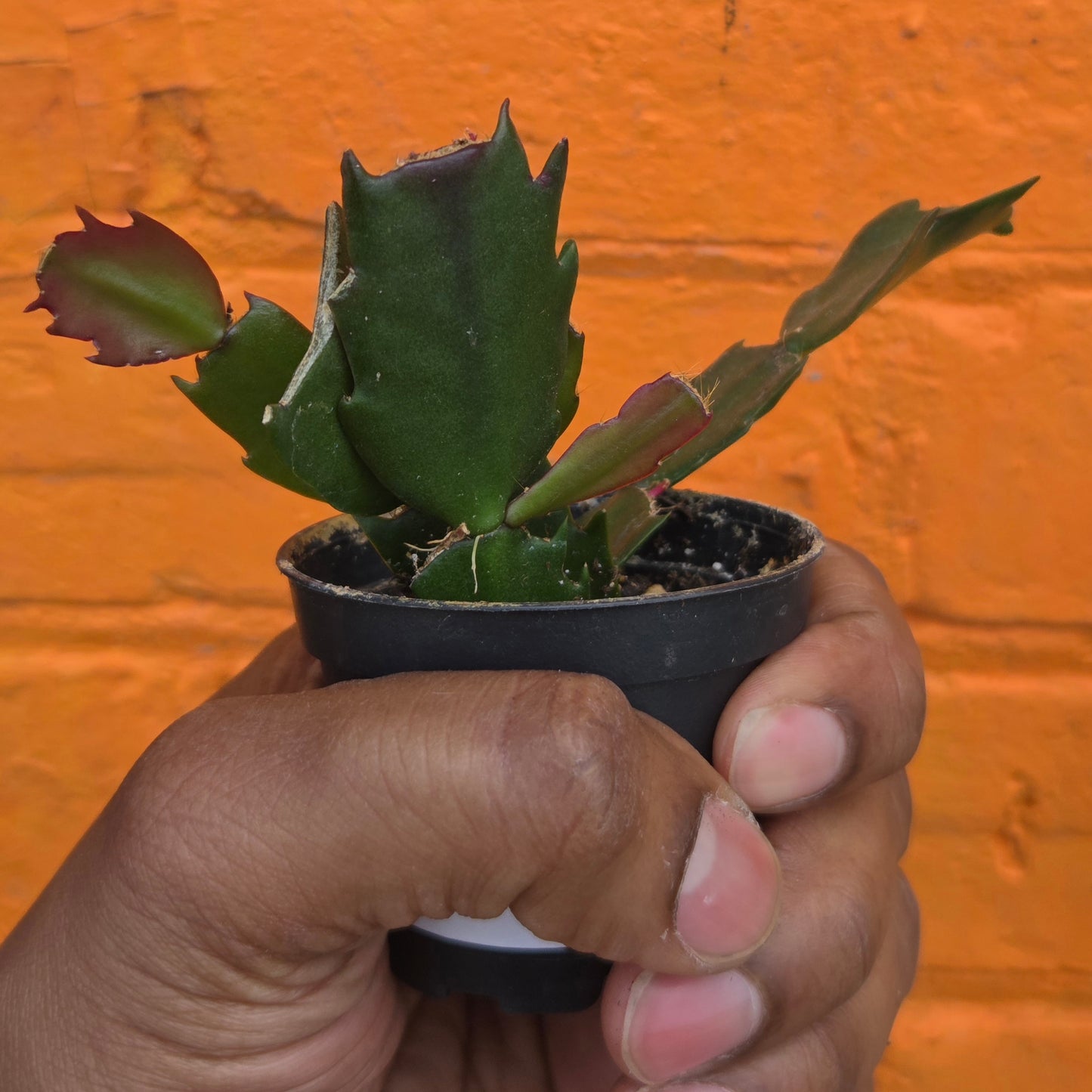 2.5" Christmas Cactus