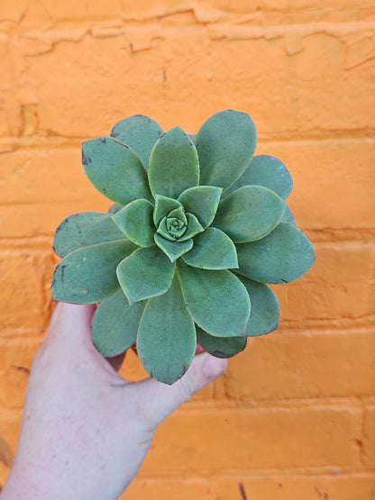 4" Aeonium haworthii (Copy)
