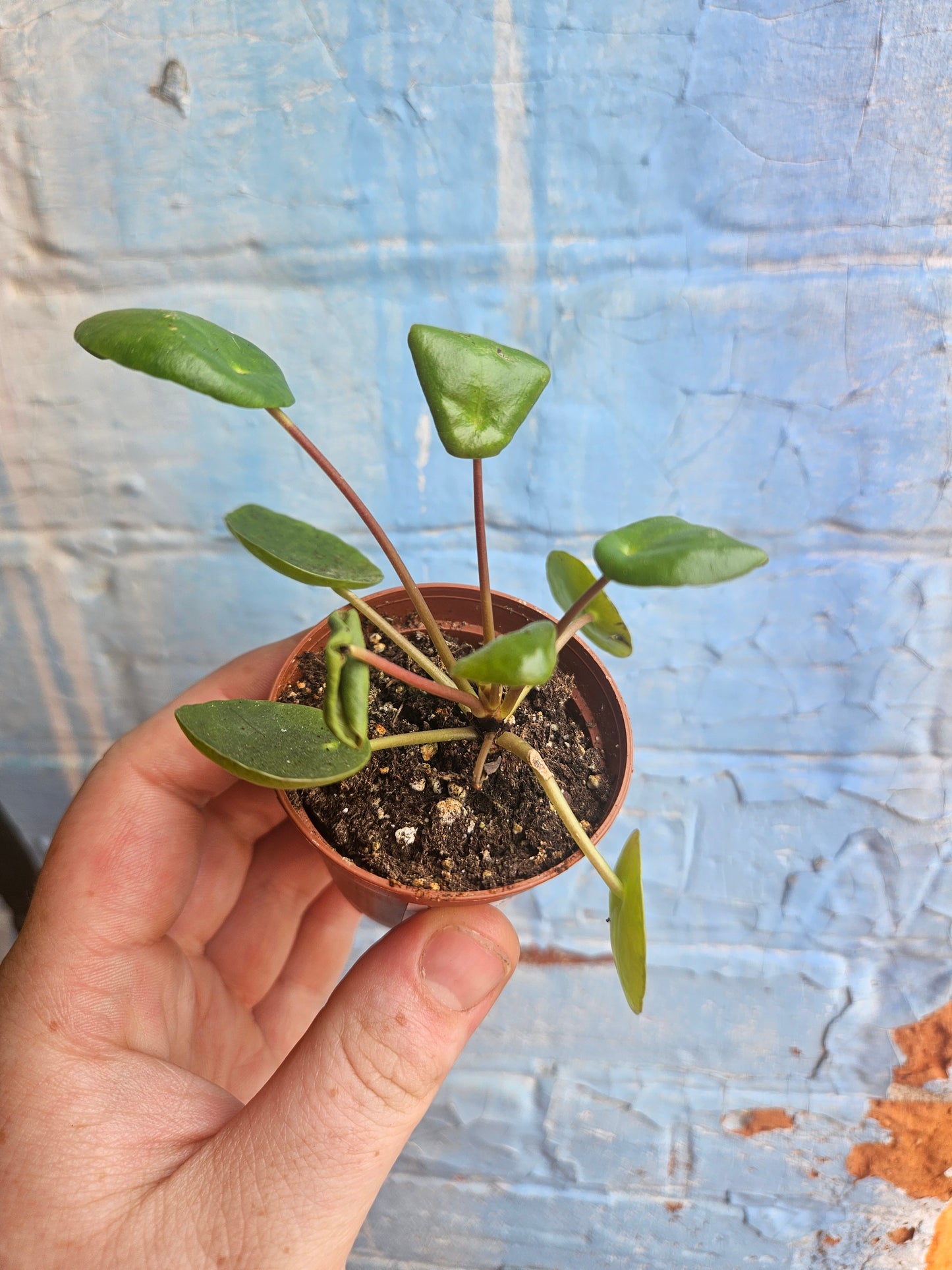 2.5" Pilea Peperomioides | Friendship Plant