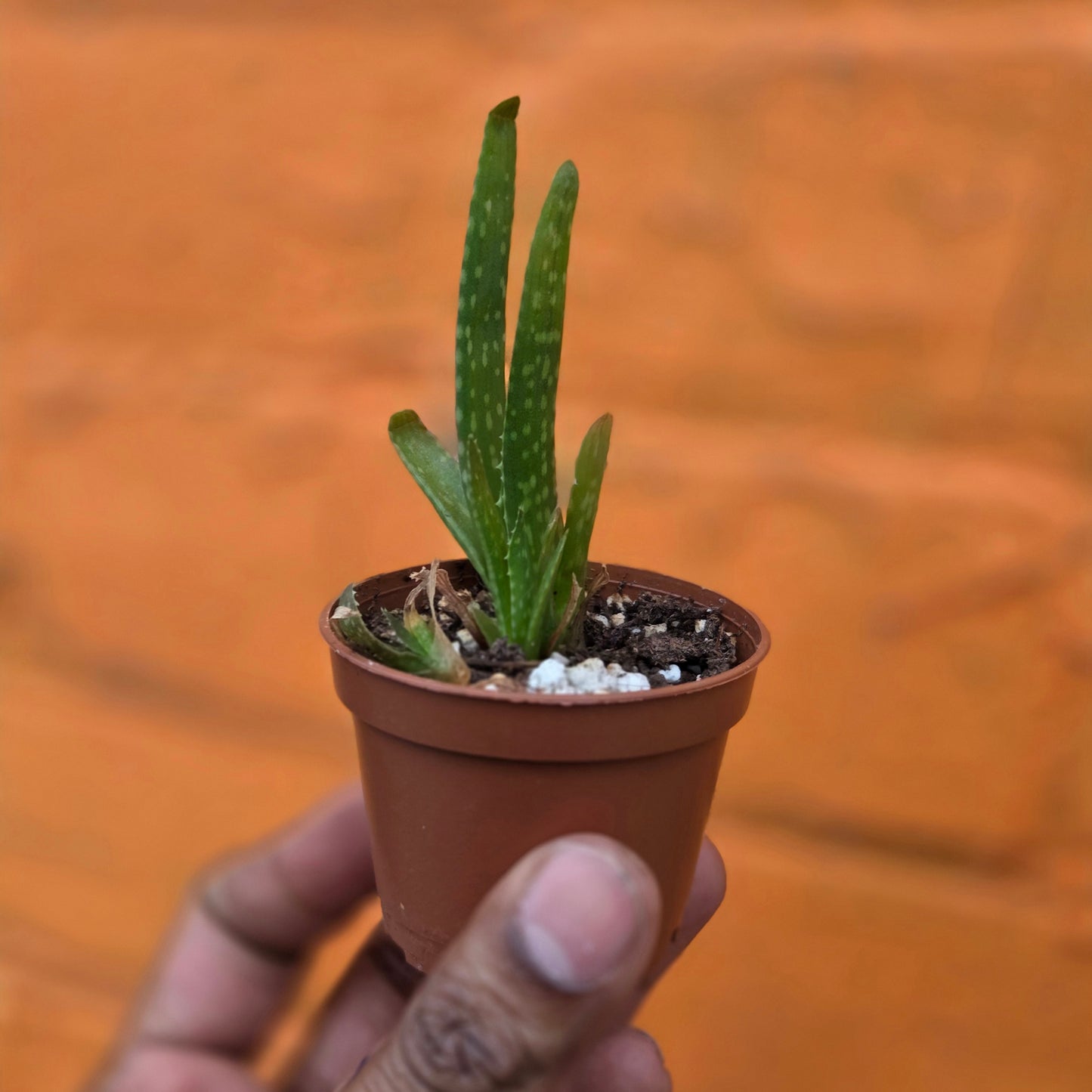 2.5" Aloe Barbadensis